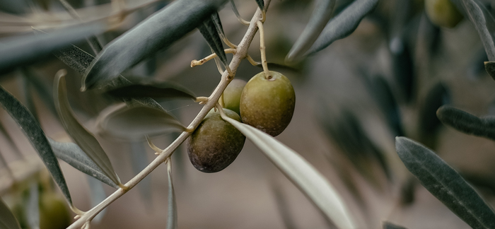 Read more about the article The Olive Tree Metaphor